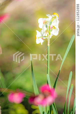 家の周りの草花　四季の色々　春の訪れを告げる日本スイセンの可憐な花が咲きました 112852898