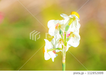 家の周りの草花　四季の色々　春の訪れを告げる日本スイセンの可憐な花が咲きました 112852899