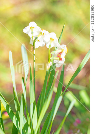 家の周りの草花　四季の色々　春の訪れを告げる日本スイセンの可憐な花が咲きました 112852900