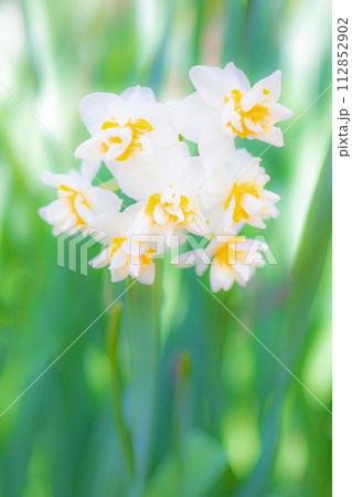家の周りの草花　四季の色々　春の訪れを告げる日本スイセンの可憐な花が咲きました 112852902