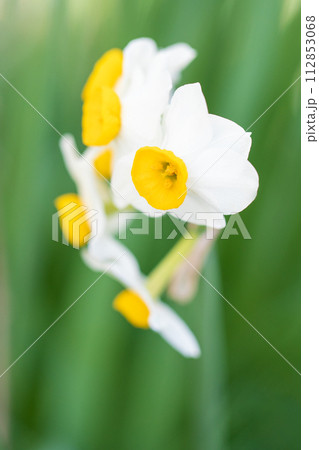 家の周りの草花 四季の色々 春の訪れを告げる日本スイセンの可憐な花が咲きました 家の周りの草花 四季の色々 春の訪れを告げる日本スイセンの可憐な花が咲きました 112853068
