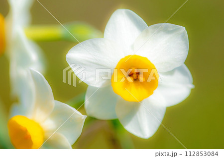家の周りの草花　四季の色々　春の訪れを告げる日本スイセンの可憐な花が咲きました 112853084