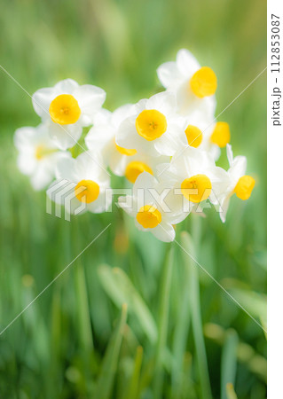 家の周りの草花　四季の色々　春の訪れを告げる日本スイセンの可憐な花が咲きました 112853087