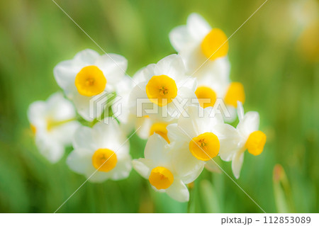 家の周りの草花　四季の色々　春の訪れを告げる日本スイセンの可憐な花が咲きました 112853089