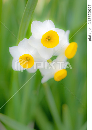 家の周りの草花　四季の色々　春の訪れを告げる日本スイセンの可憐な花が咲きました 112853097