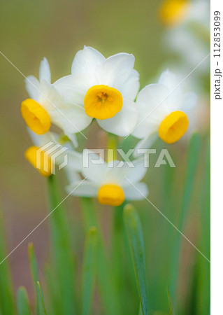 家の周りの草花 四季の色々 春の訪れを告げる日本スイセンの可憐な花が咲きました 家の周りの草花 四季の色々 春の訪れを告げる日本スイセンの可憐な花が咲きました 112853099