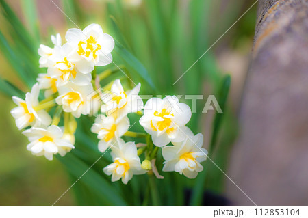 家の周りの草花　四季の色々　春の訪れを告げる日本スイセンの可憐な花が咲きました 112853104