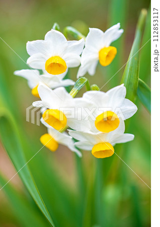 家の周りの草花　四季の色々　春の訪れを告げる日本スイセンの可憐な花が咲きました 112853117