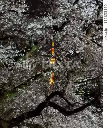 桜に包まれる東京タワー 112853130