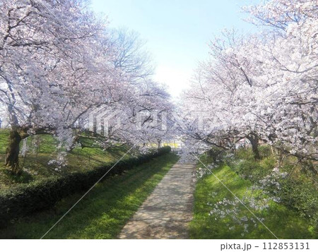 権現堂の桜道 112853131