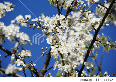 スモモの開花 112853152