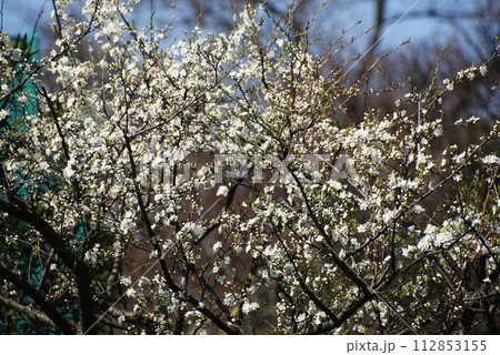 スモモの開花 スモモの開花 112853155