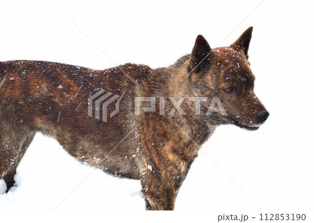 雪遊びをしている甲斐犬 雪遊びをしている甲斐犬 112853190