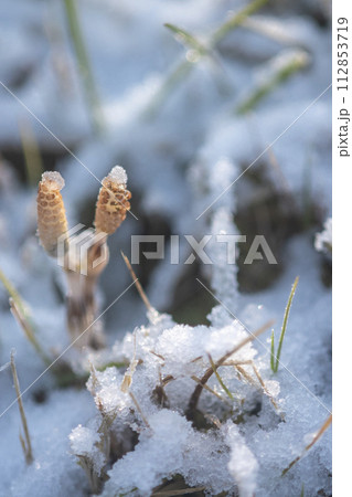 雪の中に顔を出したツクシ 雪の中に顔を出したツクシ 112853719