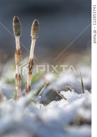 雪の中に顔を出したツクシ 112853741