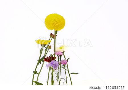 Chrysanthemum flowers isolated on white background, clipping path 112853965