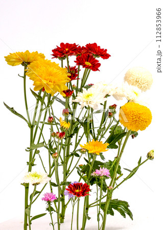 Chrysanthemum flowers isolated on white background, clipping path 112853966