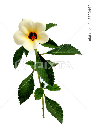 Chrysanthemum flowers isolated on white background, clipping path Chrysanthemum flowers isolated on white background, clipping path 112853969