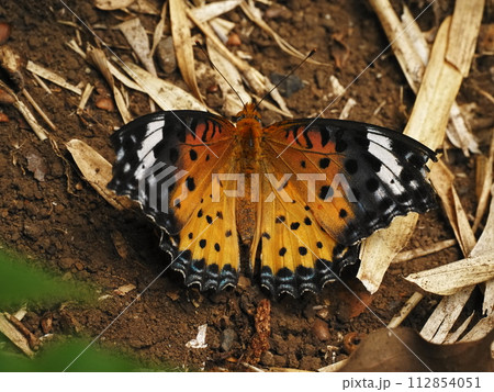 ツマグロヒョウモン 112854051