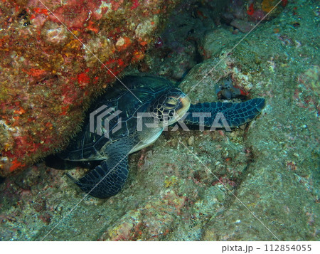 アオウミガメ 112854055