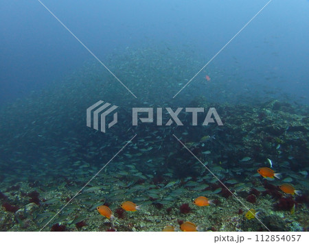 魚の群れ 112854057
