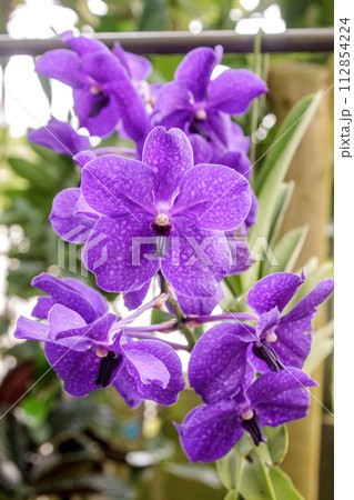 洋蘭、バンダ パチャラ ディライト、ブルー 洋蘭、バンダ パチャラ ディライト、ブルー 112854224