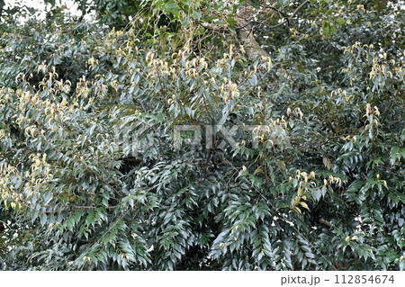 スダジイの新芽 112854674