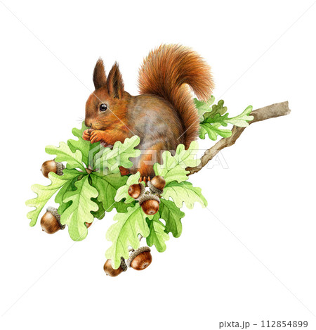 Red squirrel on oak tree branch. Watercolor painted illustration. Hand drawn cute squirrel siting on oak tree twig with acorns and green leaves. Forest wildlife nature scene. White background 112854899