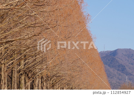 冬の落葉したメタセコイア並木　滋賀県高島市マキノ町 112854927