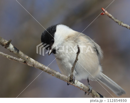 ドアップの【コガラ】 112854930