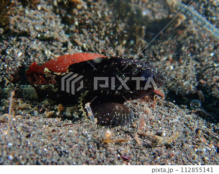 ヒレナガカサゴの幼魚 ヒレナガカサゴの幼魚 112855141