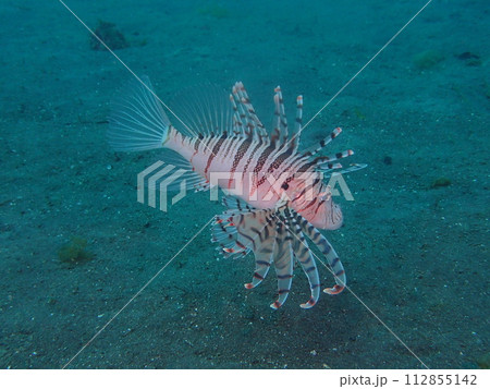 ミノカサゴ 112855142