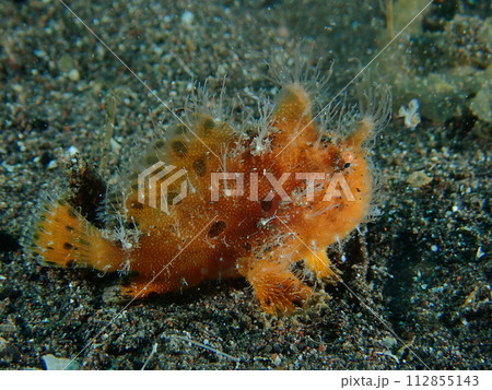 イロカエルアンコウ? イロカエルアンコウ? 112855143