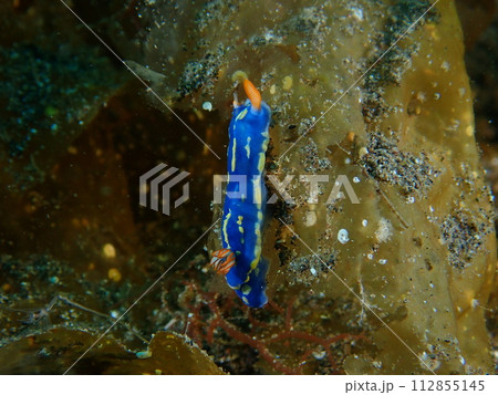アオウミウシ 112855145
