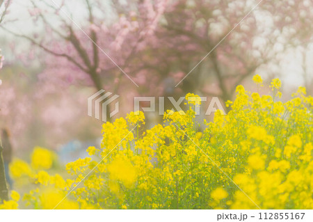 可愛い花桃と菜の花 112855167