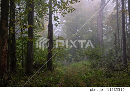 Misty morning in autumnal natural deciduous forest 112855194