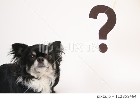 チワワのはてなマーク チワワのはてなマーク 112855464