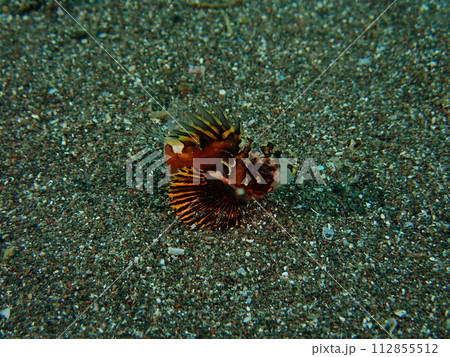 オガサワラカサゴの幼魚 112855512