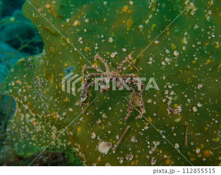 ミズヒキガニ 112855515