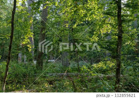 Oak tree broken lying in foreground and broken hornbeam moss wrapped  112855621