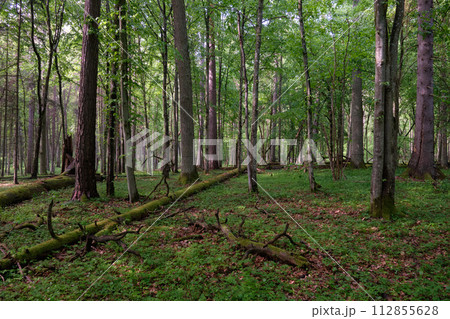 Springtime deciduous tree stand with hornbeams and oaks 112855628