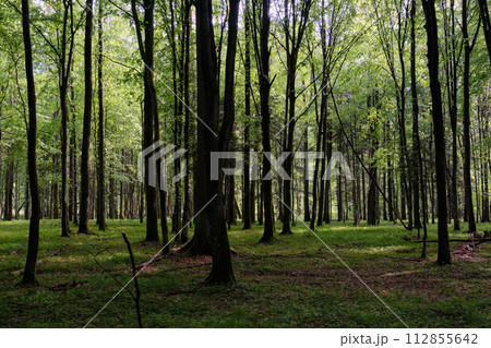 Springtime deciduous tree stand with hornbeams and oaks Springtime deciduous tree stand with hornbeams and oaks 112855642