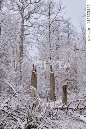 Wintertime landscape of snowy deciduous stand with spruce trees broken Wintertime landscape of snowy deciduous stand with spruce trees broken 112855846