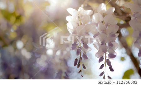 クローズアップした藤の花背景素材 112856602