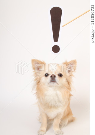 チワワとびっくりマーク チワワとびっくりマーク 112856733