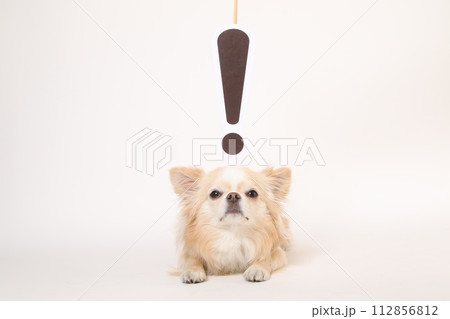 チワワとびっくりマーク 112856812