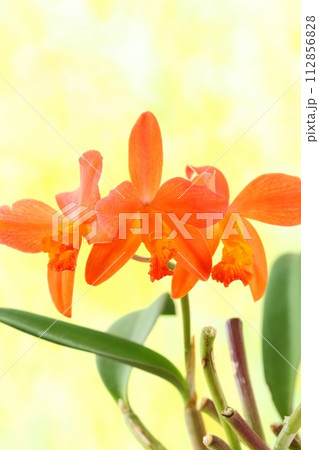 カトレア ピンク色がかったオレンジ色の花 明るい黄色背景 カトレア ピンク色がかったオレンジ色の花 明るい黄色背景 112856828