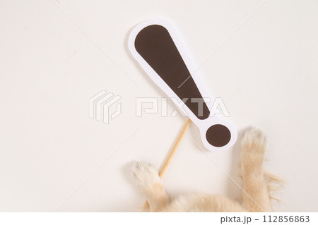 小型犬の手とびっくりマーク 小型犬の手とびっくりマーク 112856863