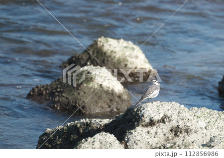 磯の岩場にハクセキレイ 112856986