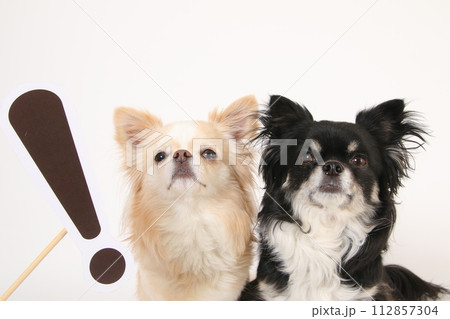 2頭のチワワとびっくりマーク 2頭のチワワとびっくりマーク 112857304
